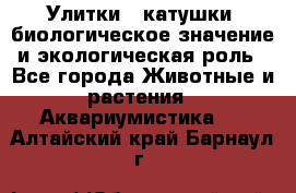 Улитки – катушки: биологическое значение и экологическая роль - Все города Животные и растения » Аквариумистика   . Алтайский край,Барнаул г.